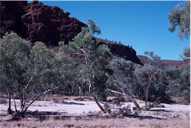 APII jpeg image of Eucalyptus camaldulensis  © contact APII