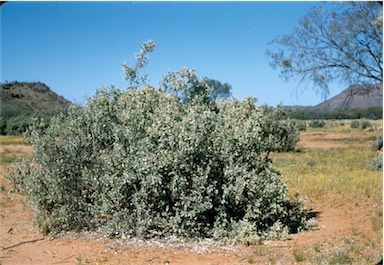 APII jpeg image of Atriplex nummularia  © contact APII