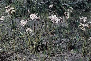 APII jpeg image of Burchardia umbellata  © contact APII