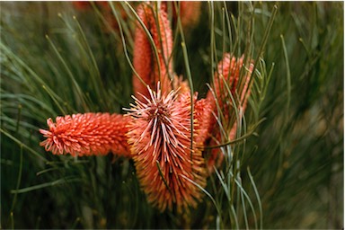 APII jpeg image of Hakea bucculenta  © contact APII