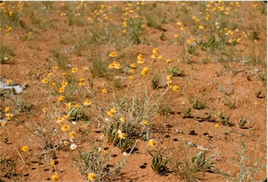 APII jpeg image of Leucochrysum stipitatum  © contact APII