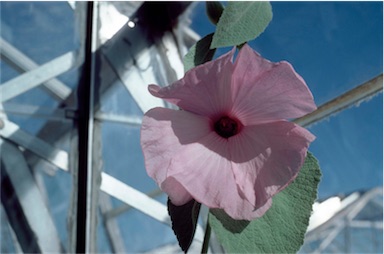 APII jpeg image of Hibiscus symonii  © contact APII