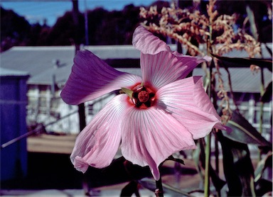 APII jpeg image of Hibiscus fryxellii  © contact APII