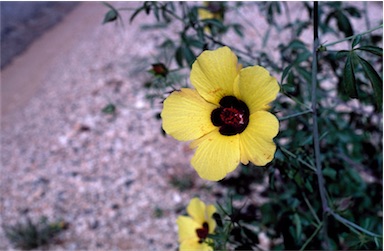 APII jpeg image of Hibiscus pentaphyllus  © contact APII