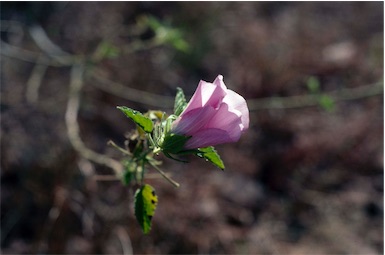 APII jpeg image of Hibiscus setulosus  © contact APII