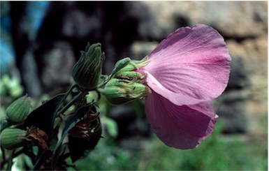APII jpeg image of Hibiscus symonii  © contact APII