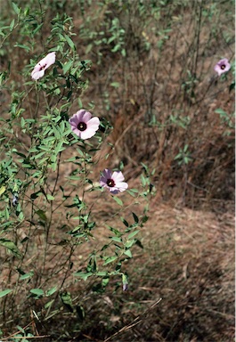 APII jpeg image of Hibiscus leptocladus  © contact APII