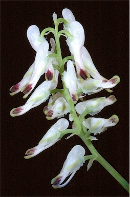 APII jpeg image of Fumaria capreolata  © contact APII