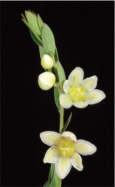 APII jpeg image of Phyllanthus calycinus  © contact APII