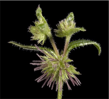 APII jpeg image of Opercularia echinocephala  © contact APII