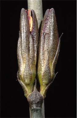 APII jpeg image of Haemodorum brevisepalum  © contact APII