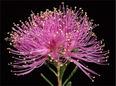 APII jpeg image of Melaleuca seriata  © contact APII