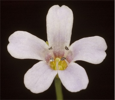 APII jpeg image of Bacopa monnieri  © contact APII