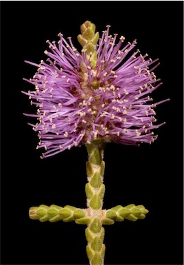 APII jpeg image of Beaufortia micrantha var. micrantha  © contact APII