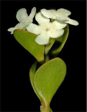 APII jpeg image of Logania buxifolia  © contact APII