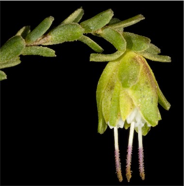 APII jpeg image of Darwinia sp. Ravensthorpe (G.J.Keighery 8030)  © contact APII