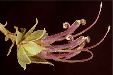 APII jpeg image of Adenanthos venosus  © contact APII