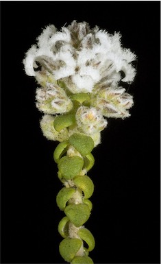 APII jpeg image of Leucopogon gibbosus  © contact APII