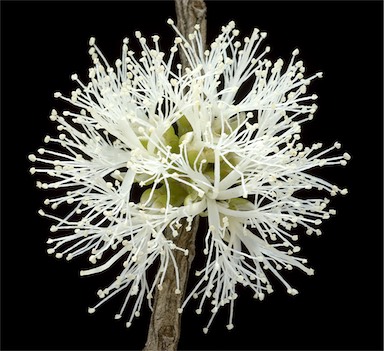 APII jpeg image of Melaleuca undulata  © contact APII