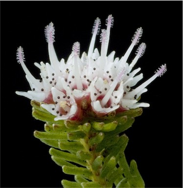 APII jpeg image of Darwinia diosmoides  © contact APII