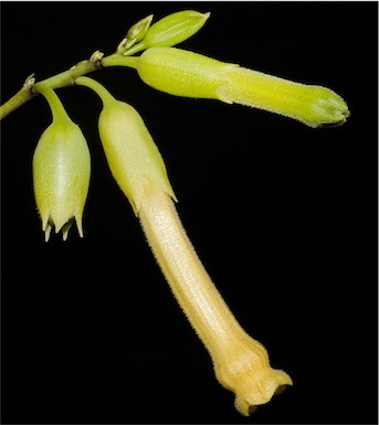 APII jpeg image of Nicotiana glauca  © contact APII