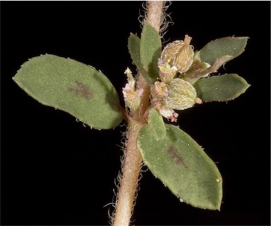 APII jpeg image of Euphorbia maculata  © contact APII