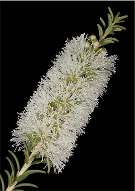 APII jpeg image of Melaleuca lanceolata  © contact APII