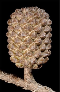 APII jpeg image of Casuarina obesa  © contact APII