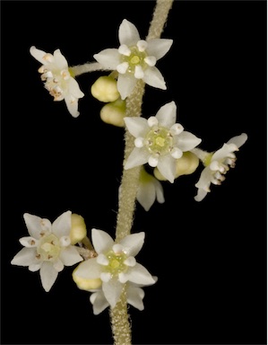 APII jpeg image of Trymalium ledifolium var. rosmarinifolium  © contact APII