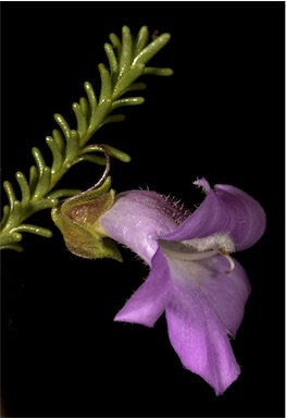 APII jpeg image of Eremophila exilifolia  © contact APII