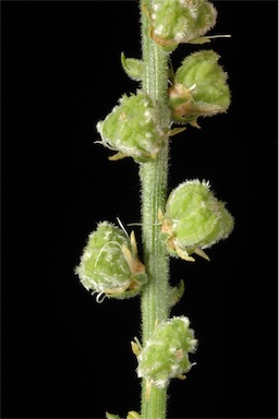 APII jpeg image of Stackhousia sp. Mt Keith (G.Cockerton & G.O'Keefe 11017)  © contact APII