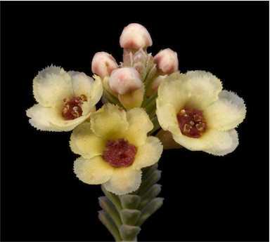 APII jpeg image of Micromyrtus flaviflora  © contact APII