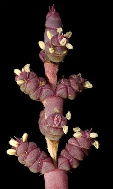 APII jpeg image of Tecticornia undulata  © contact APII