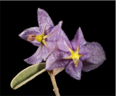 APII jpeg image of Keraudrenia velutina subsp. elliptica  © contact APII