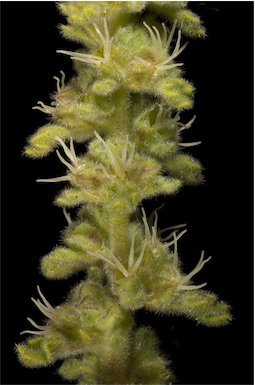 APII jpeg image of Lawrencia densiflora  © contact APII