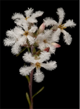 APII jpeg image of Leucopogon pulchellus  © contact APII