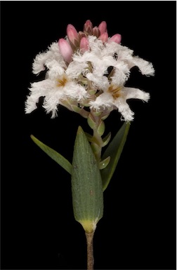 APII jpeg image of Leucopogon tenuicaulis  © contact APII
