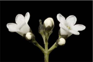 APII jpeg image of Logania vaginalis  © contact APII