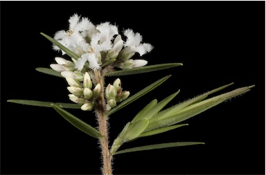 APII jpeg image of Leucopogon obovatus subsp. revolutus  © contact APII