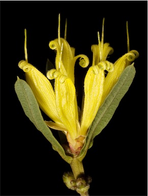 APII jpeg image of Lambertia multiflora var. darlingensis  © contact APII