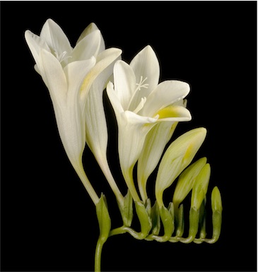 APII jpeg image of Freesia alba x leichtlinii  © contact APII