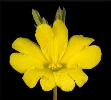 APII jpeg image of Hibbertia aurea  © contact APII