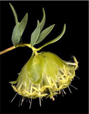 APII jpeg image of Pimelea suaveolens subsp. suaveolens  © contact APII