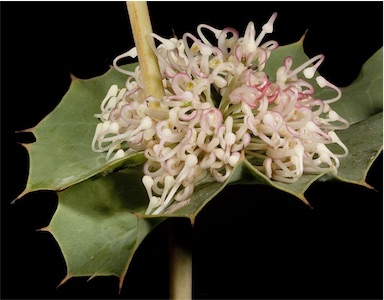 APII jpeg image of Hakea amplexicaulis  © contact APII