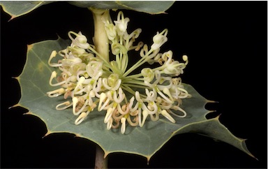 APII jpeg image of Hakea amplexicaulis  © contact APII