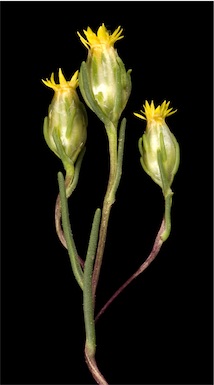 APII jpeg image of Erymophyllum tenellum  © contact APII