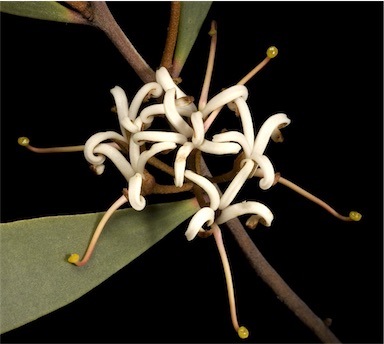 APII jpeg image of Hakea pandanicarpa  © contact APII