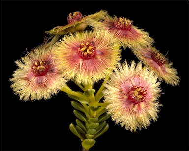 APII jpeg image of Verticordia grandiflora  © contact APII