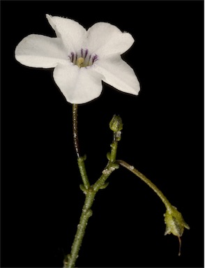 APII jpeg image of Cyphanthera microphylla  © contact APII