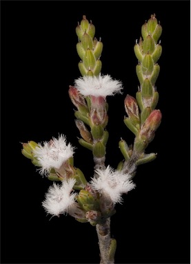 APII jpeg image of Leucopogon tamminensis var. australis  © contact APII